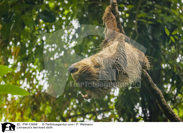 Zweifinger-Faultier / Linnaeus's two-toed sloth / PW-13898