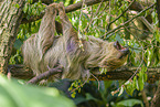 Linnaeus's two-toed sloth