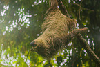 Linnaeus's two-toed sloth