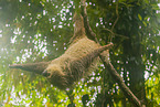 Linnaeus's two-toed sloth