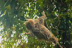 Linnaeus's two-toed sloth