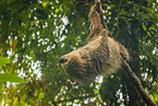 Linnaeus's two-toed sloth