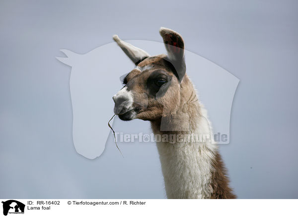 Lama Fohlen / Lama foal / RR-16402