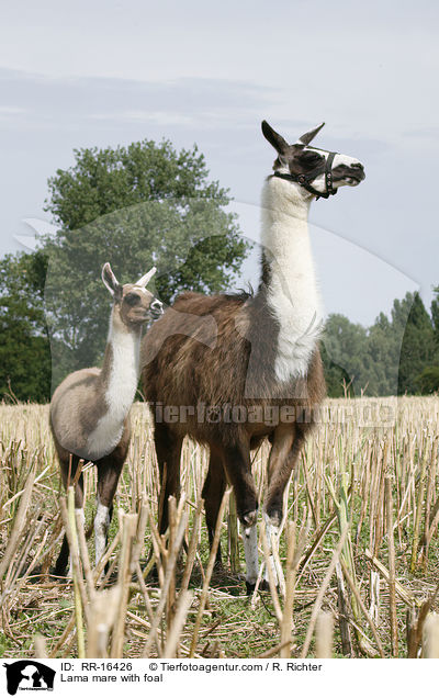 Lama mare with foal / RR-16426