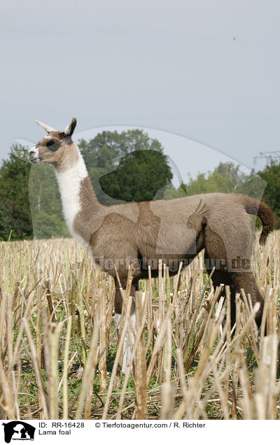 Lama foal / RR-16428