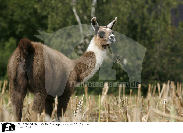 Lama Fohlen / Lama foal / RR-16429