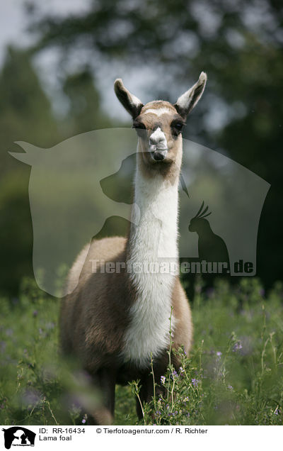 Lama Fohlen / Lama foal / RR-16434