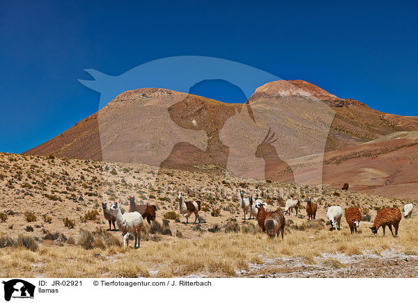 Lamas / llamas / JR-02921