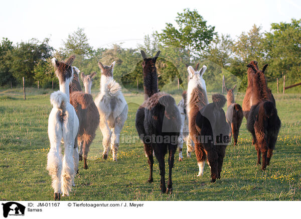 llamas / JM-01167