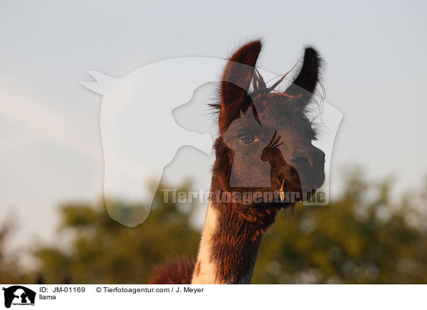 llama / JM-01169