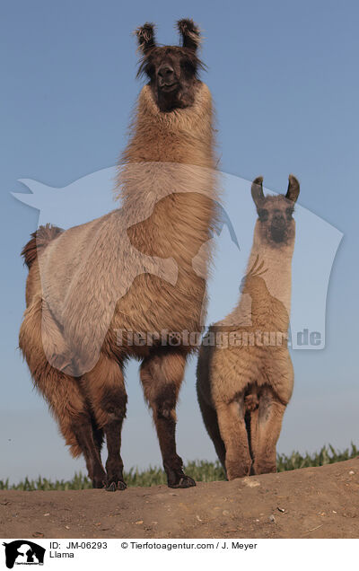Lama / Llama / JM-06293