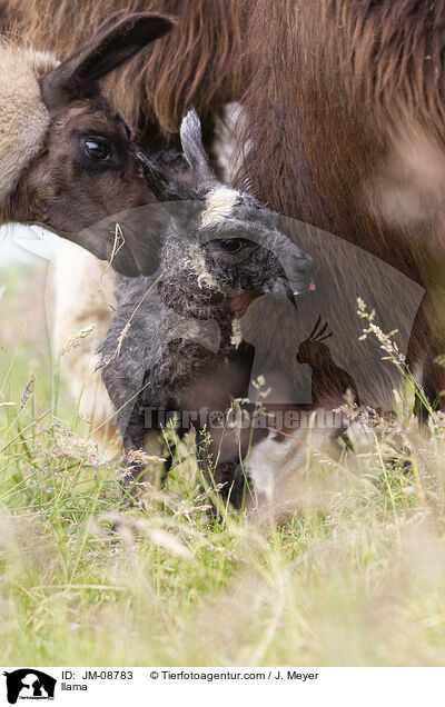 Lama / llama / JM-08783