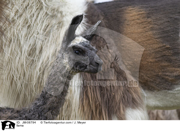 llama / JM-08794