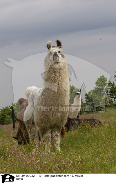 llama / JM-09032