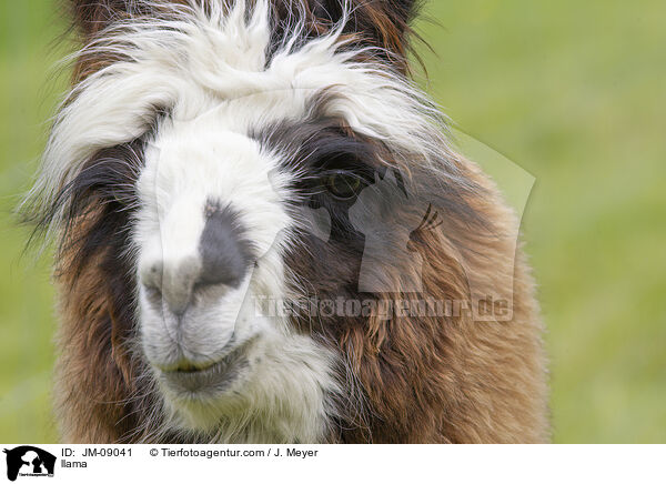 llama / JM-09041