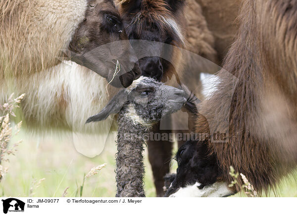 Lama / llama / JM-09077