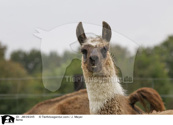 llama / JM-09345