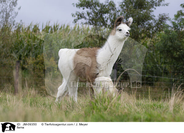 llama / JM-09350