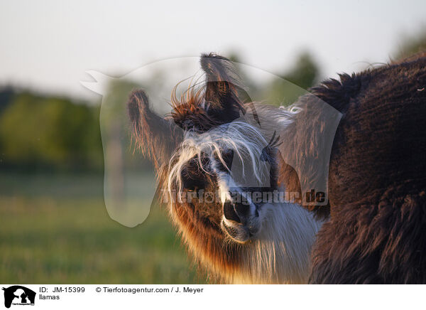 Lamas / llamas / JM-15399