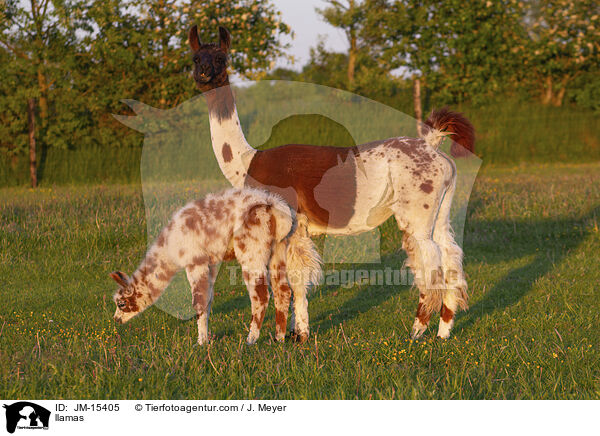 Lamas / llamas / JM-15405