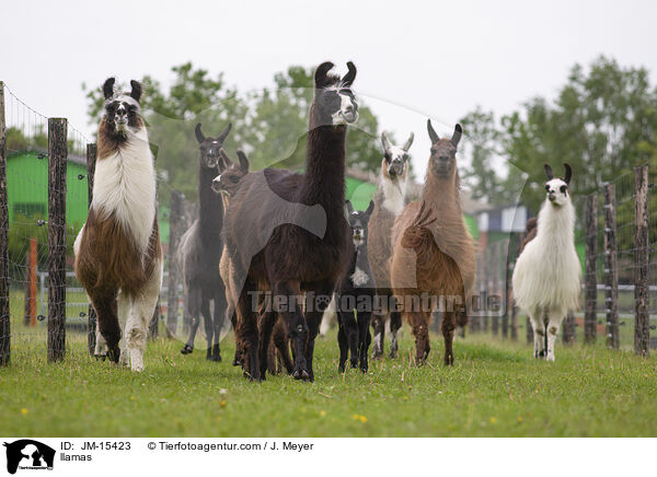 Lamas / llamas / JM-15423