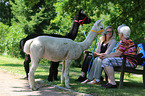 animal-assisted therapy