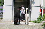 animal-assisted therapy