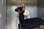 animal-assisted therapy