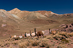 llamas