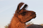 llama