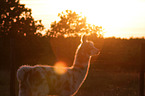 llama