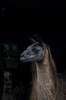 llama