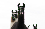 llamas