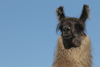 Llama