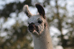 Llama