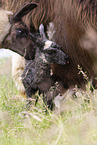 llama
