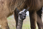 llama