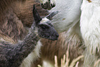 llama