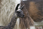 llama