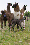 llama