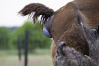 llama