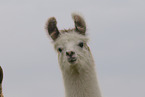 llama