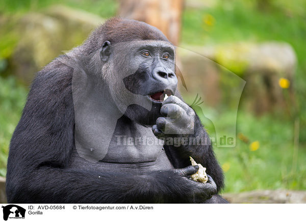 Gorilla / AVD-05684