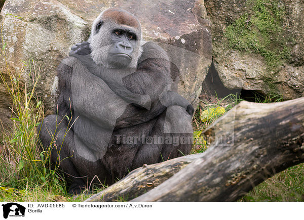 Gorilla / AVD-05685