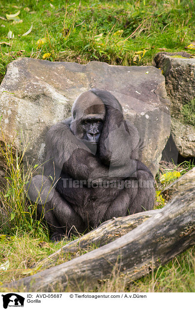 Gorilla / AVD-05687