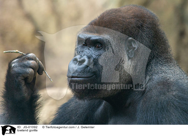 Flachlandgorilla / lowland gorilla / JG-01092