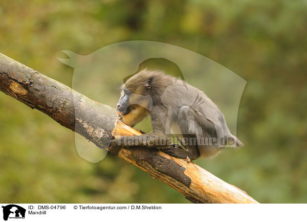 Mandrill / Mandrill / DMS-04796