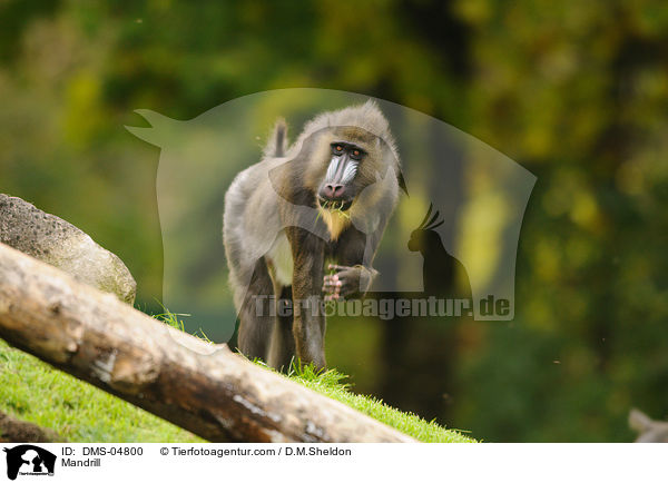 Mandrill / Mandrill / DMS-04800