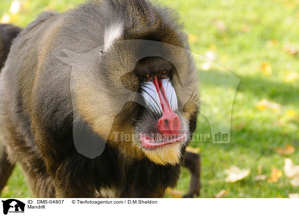 Mandrill / Mandrill / DMS-04807