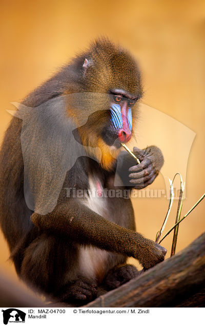 Mandrill / Mandrill / MAZ-04700